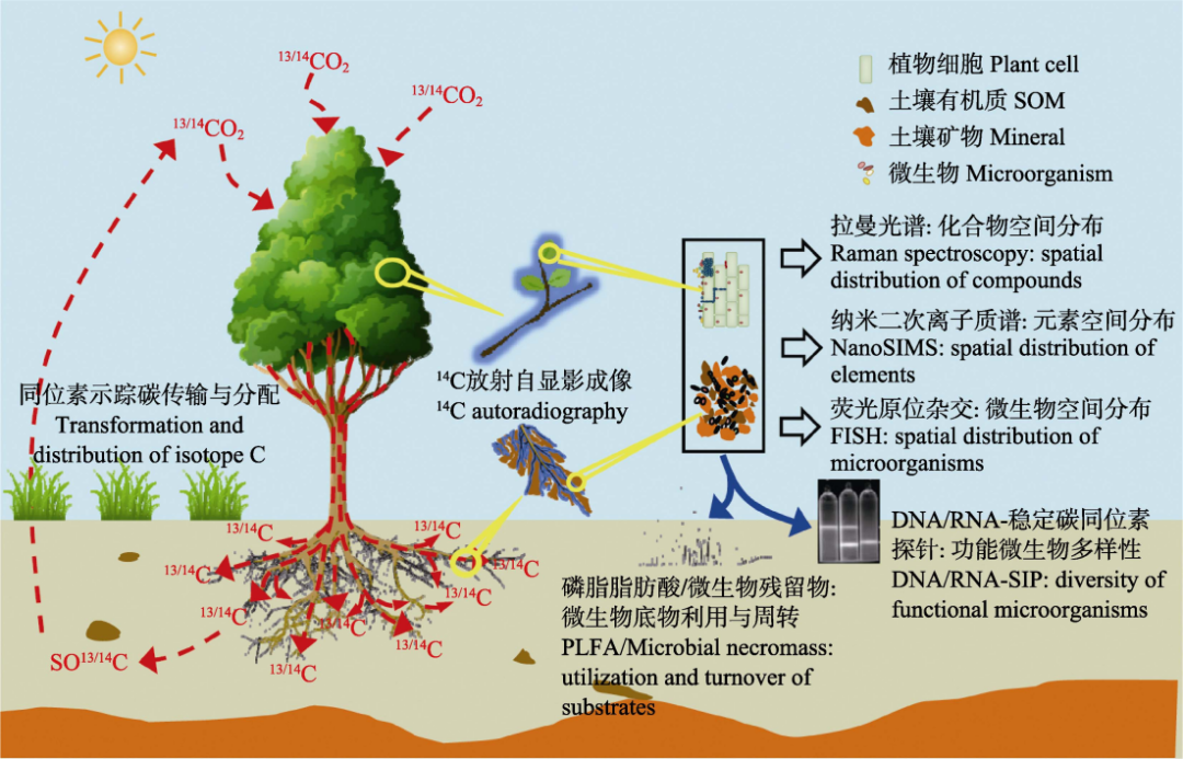 【熱點(diǎn)Focus】碳同位素示蹤技術(shù)及其在陸地生態(tài)系統(tǒng)碳循環(huán)研究中的應(yīng)用與展望